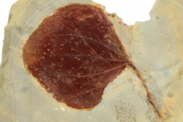 Fossil Leaf (Zizyphoides) - Montana #190325